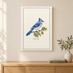 Blue Jay Field Guide Canvas Print