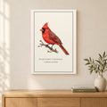 Northern Cardinal Field Guide Canvas Print