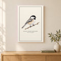 Black-capped Chickadee Field Guide Canvas Print