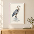 Great Blue Heron Field Guide Canvas Print