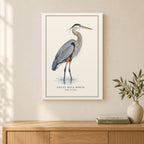 Great Blue Heron Field Guide Canvas Print