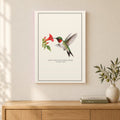 Ruby-throated Hummingbird Field Guide Canvas Print