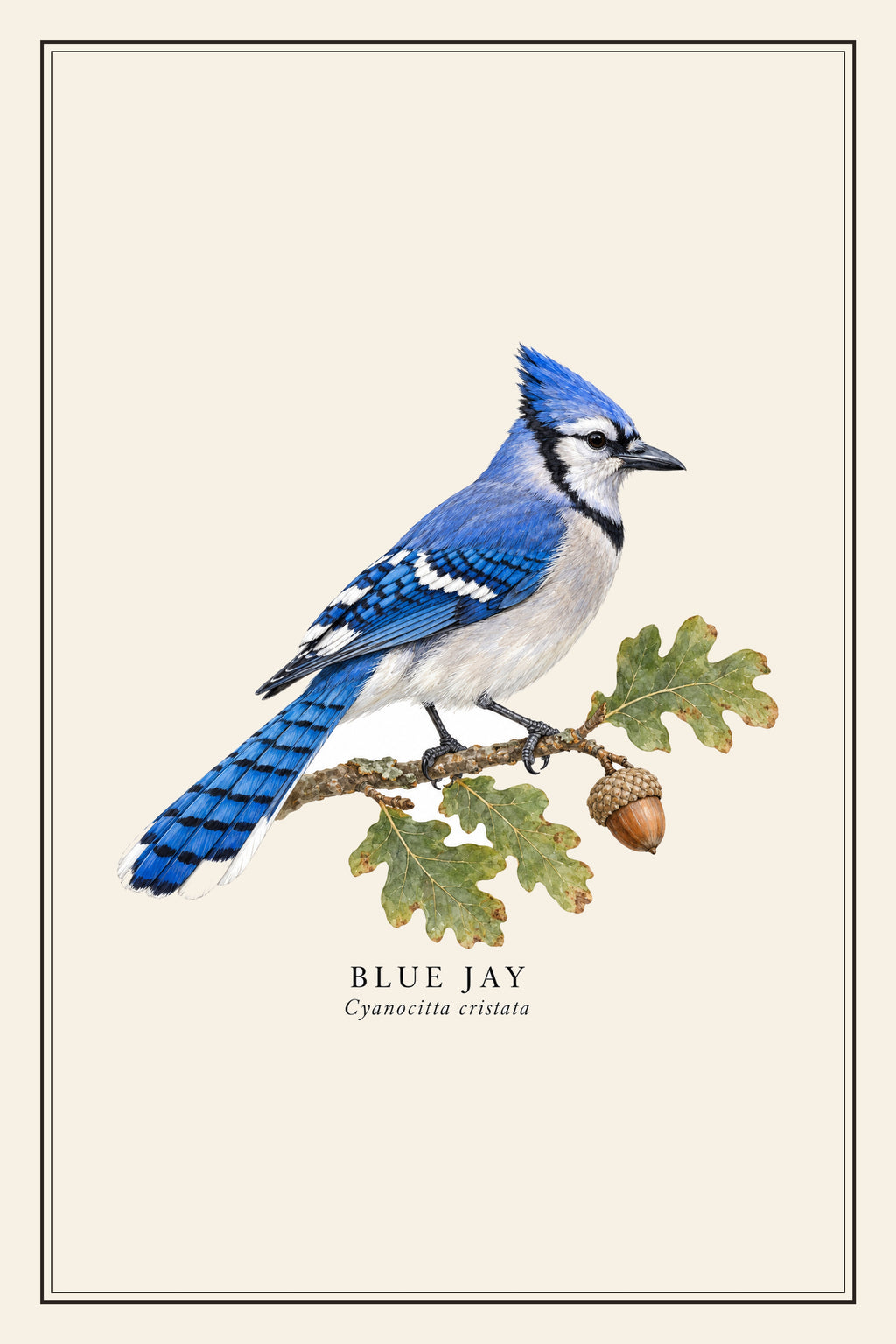 Blue Jay Field Guide Canvas Print – design