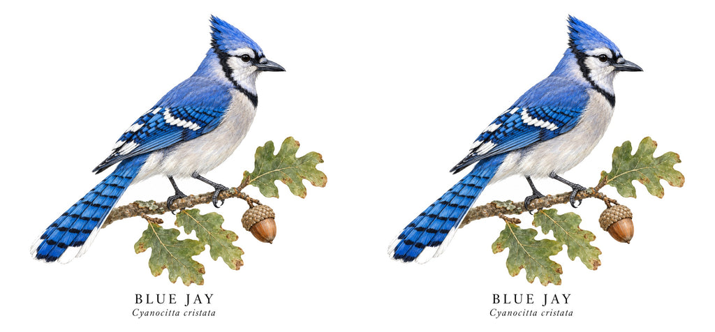 Blue Jay Field Guide Mug – design