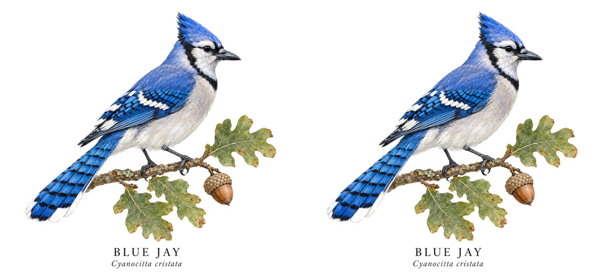 Blue Jay Field Guide Mug – design