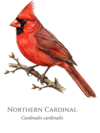 Northern Cardinal Field Guide Hoodie – design