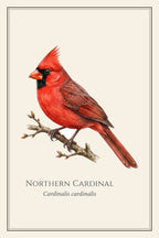 Northern Cardinal Field Guide Canvas Print – design