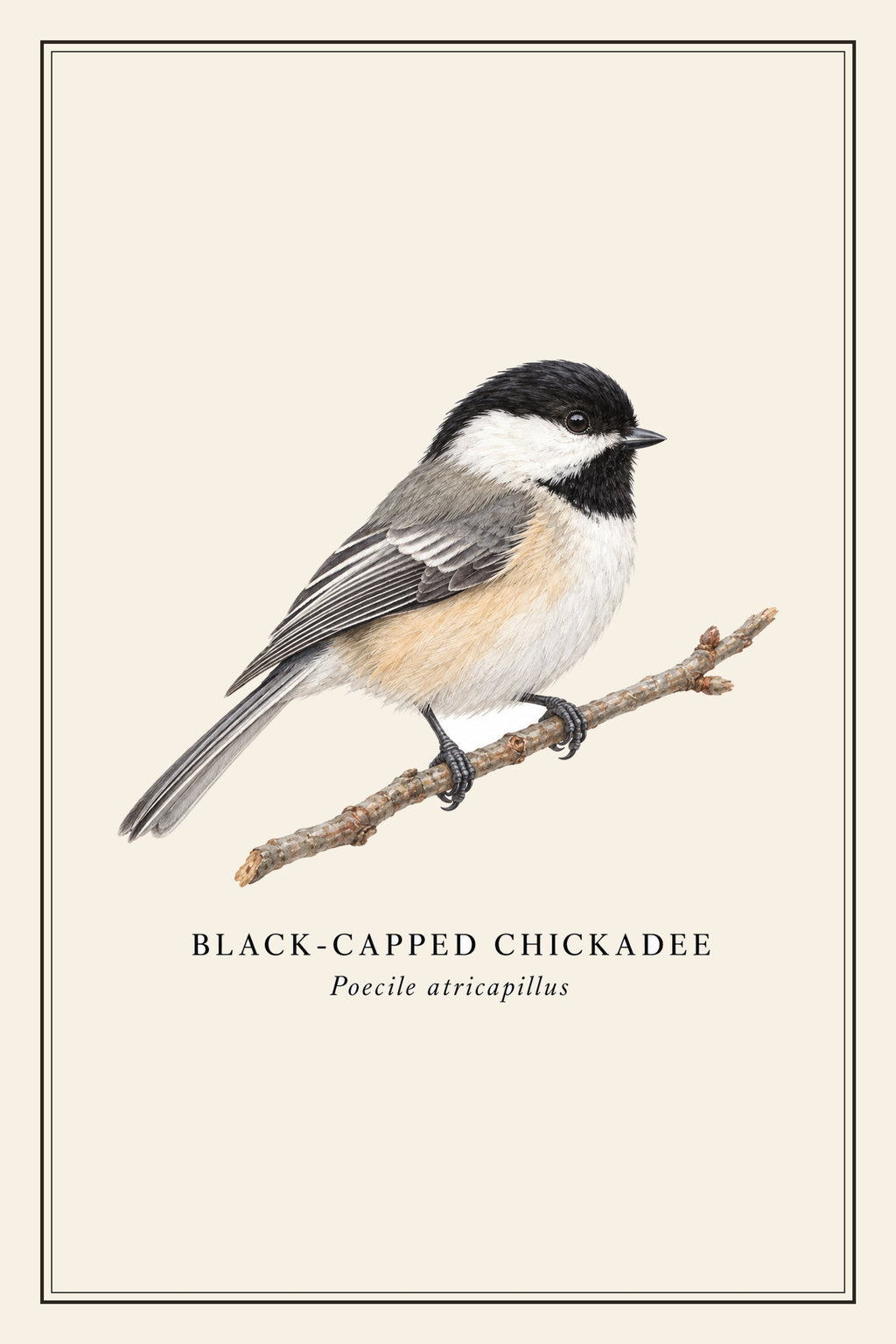 Black-capped Chickadee Field Guide Canvas Print – design