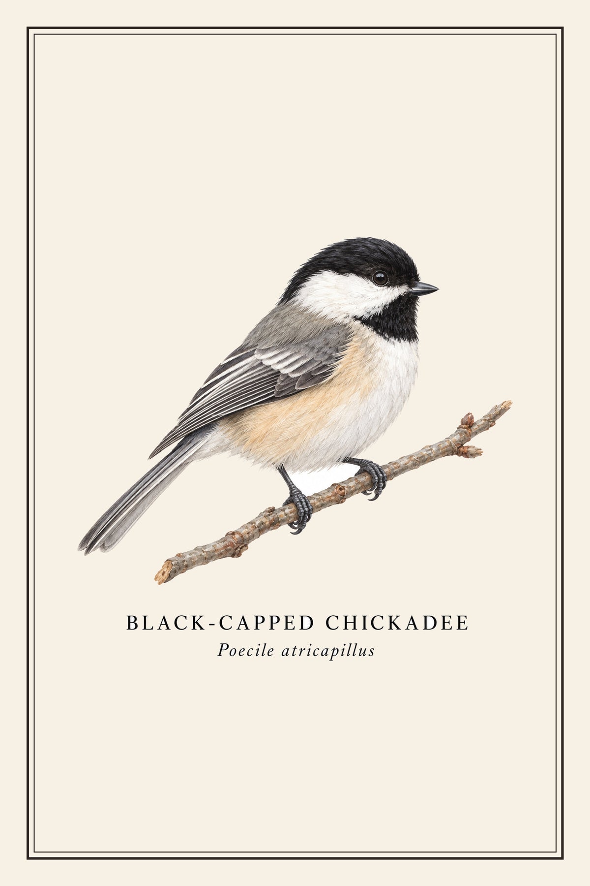 Black-capped Chickadee Field Guide Flag – design