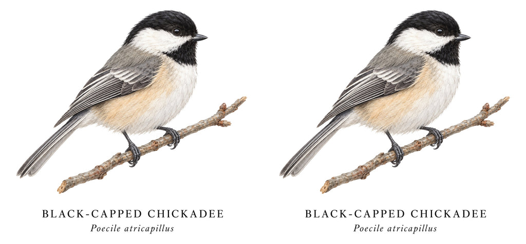 Black-capped Chickadee Field Guide Mug – design