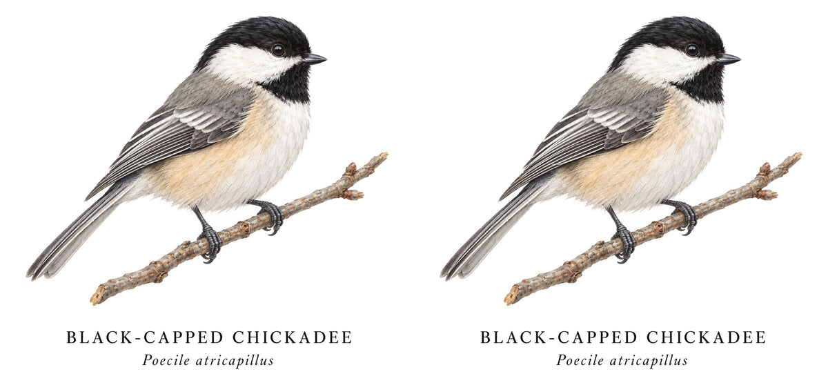 Black-capped Chickadee Field Guide Mug – design