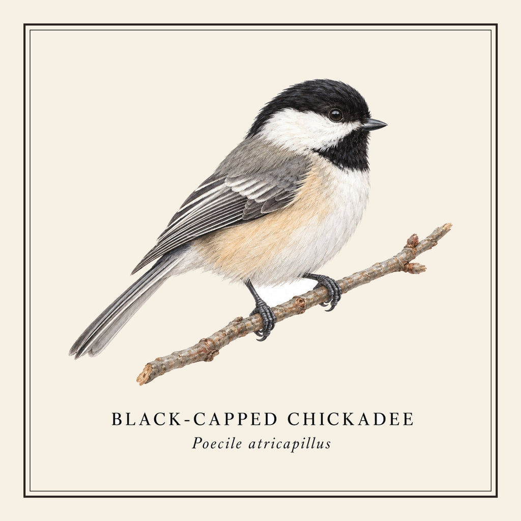 Black-capped Chickadee Field Guide Throw Pillow Cover – design