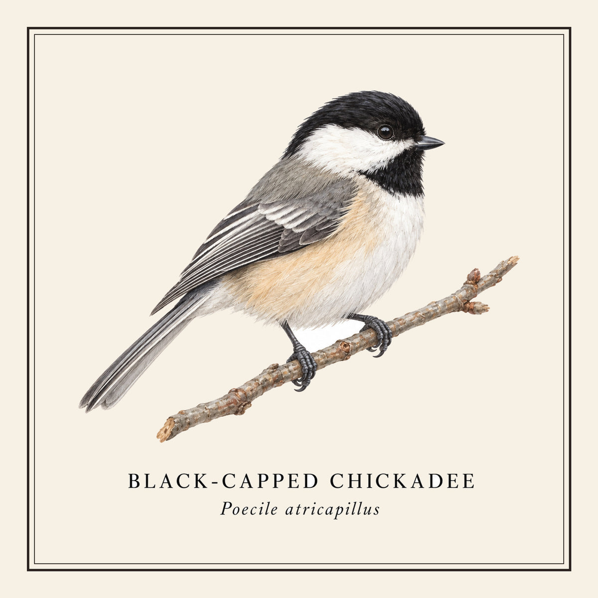 Black-capped Chickadee Field Guide Throw Pillow Cover – design