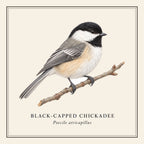 Black-capped Chickadee Field Guide Throw Pillow Cover – design