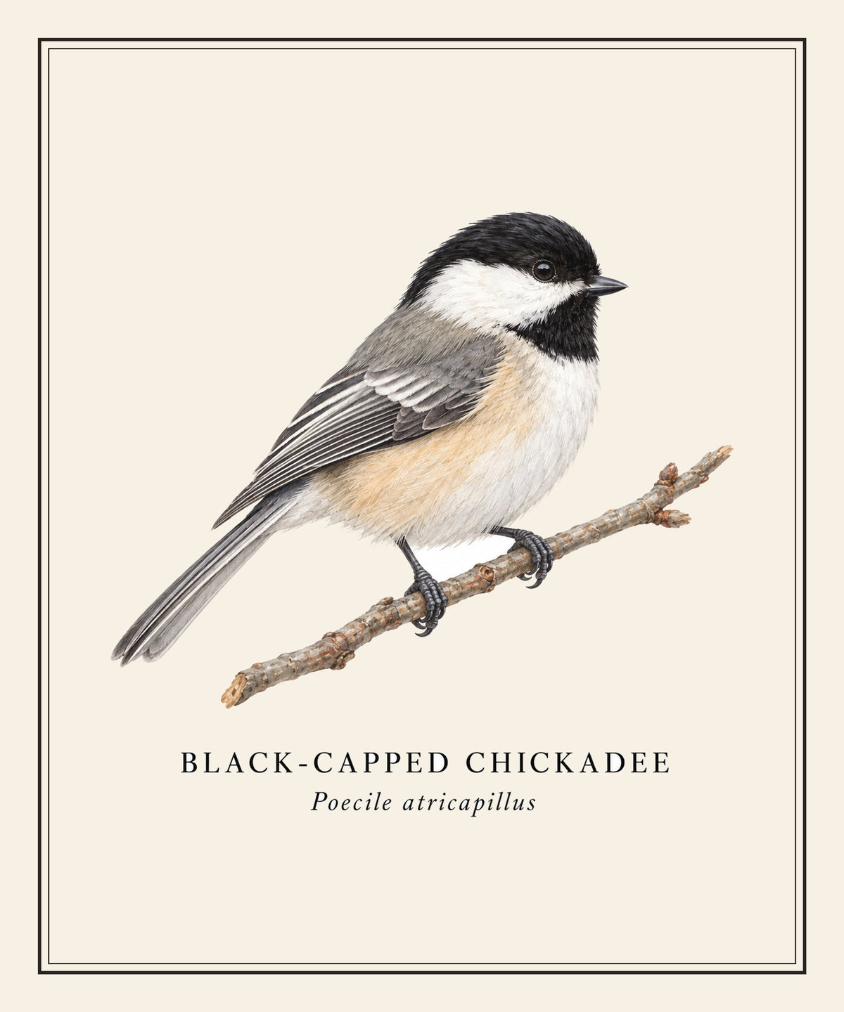 Black-capped Chickadee Field Guide Sherpa Blanket – design