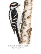 Downy Woodpecker Field Guide Hoodie – design