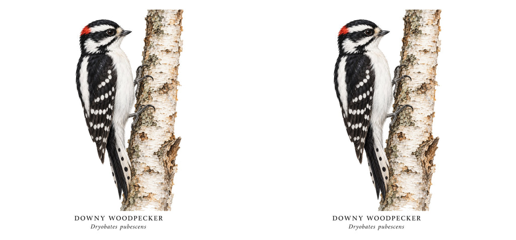 Downy Woodpecker Field Guide Mug – design