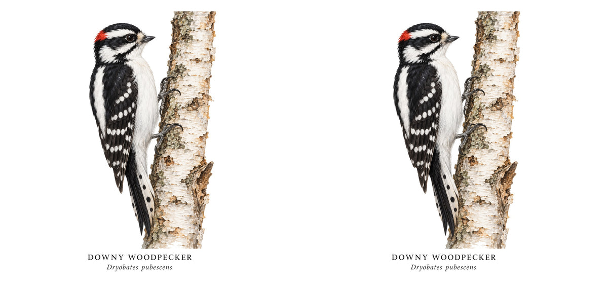 Downy Woodpecker Field Guide Mug – design