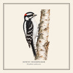 Downy Woodpecker Field Guide Throw Pillow Cover – design