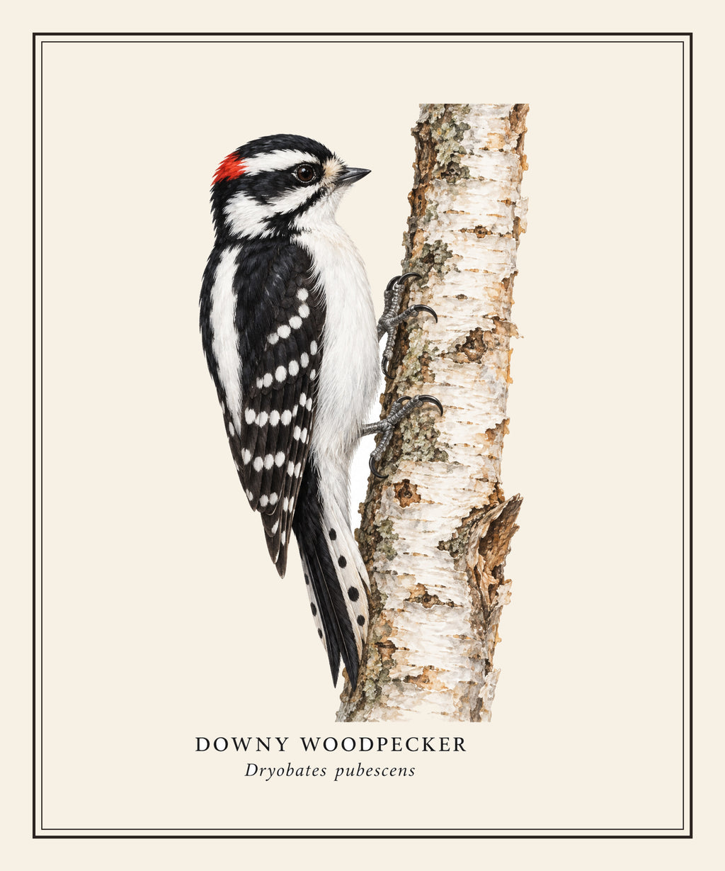 Downy Woodpecker Field Guide Sherpa Blanket – design