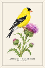American Goldfinch Field Guide Canvas Print – design