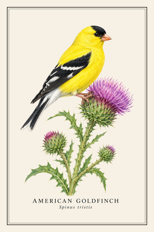 American Goldfinch Field Guide Canvas Print – design