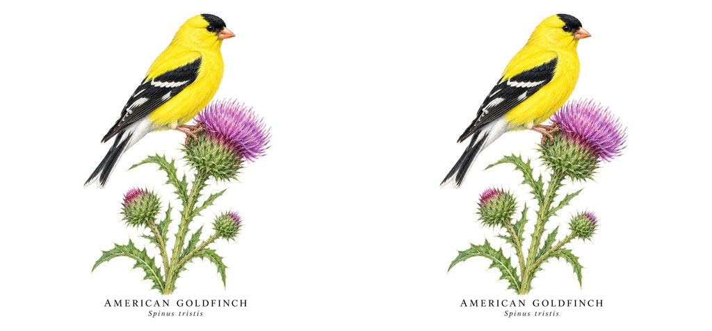 American Goldfinch Field Guide Mug – design