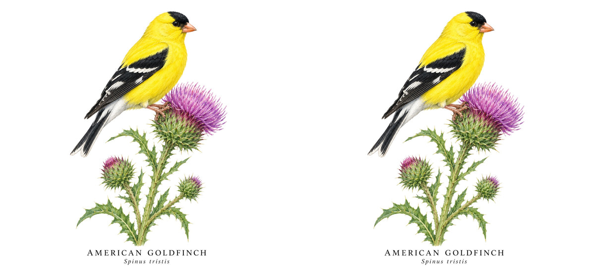 American Goldfinch Field Guide Mug – design