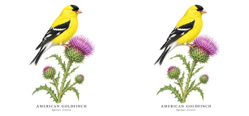 American Goldfinch Field Guide Mug – design