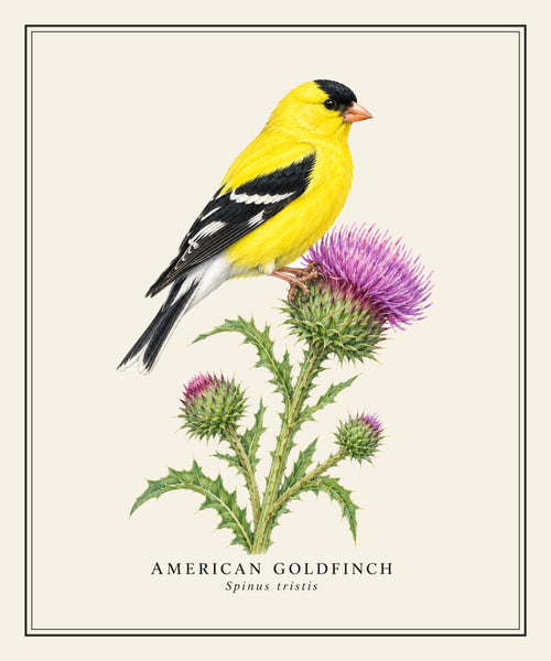 American Goldfinch Field Guide Sherpa Blanket – design