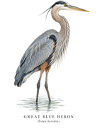 Great Blue Heron Field Guide Hoodie – design