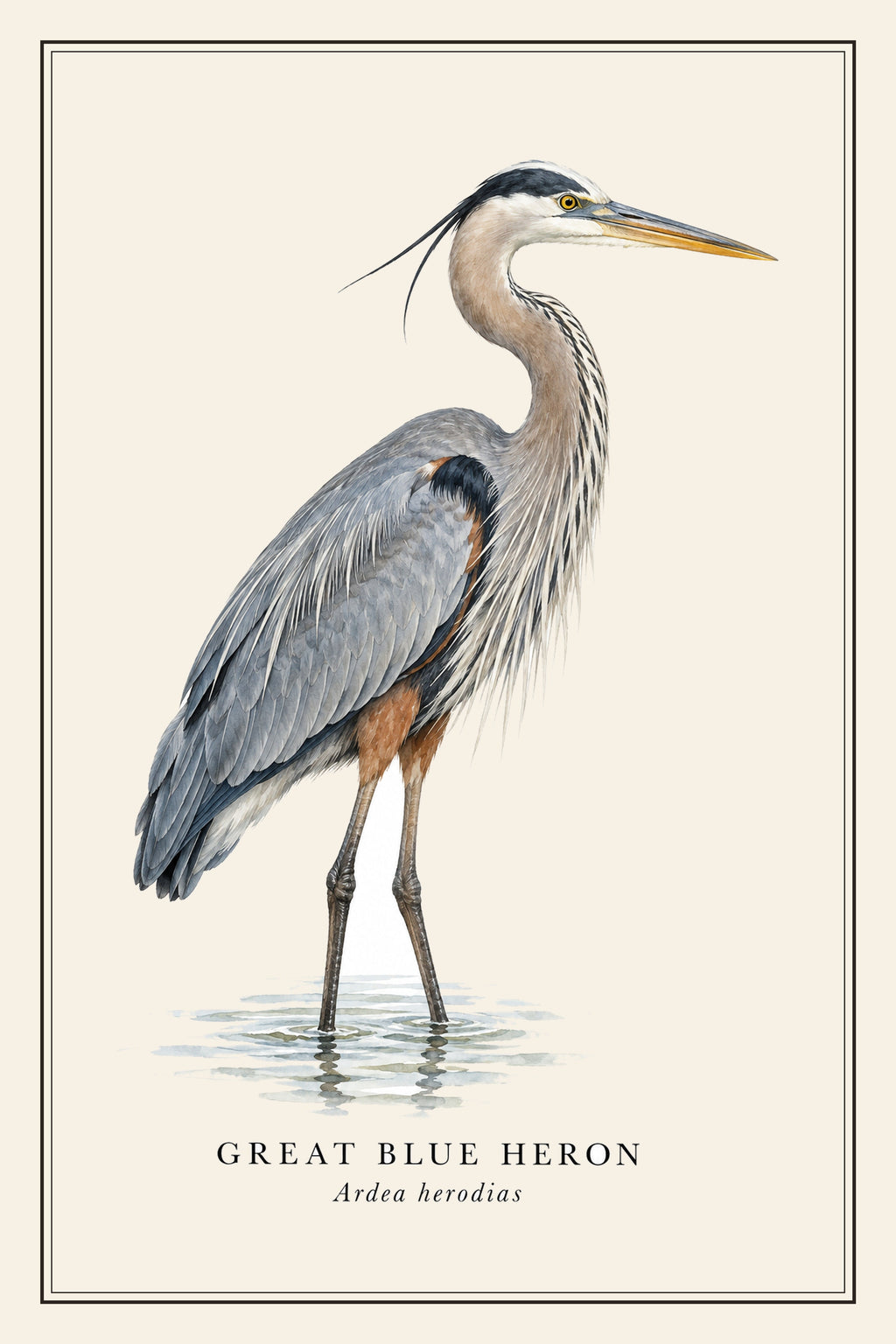 Great Blue Heron Field Guide Canvas Print – design