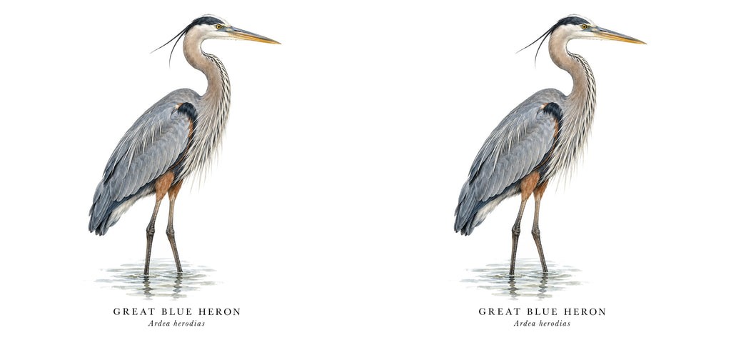 Great Blue Heron Field Guide Mug – design