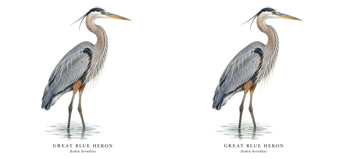 Great Blue Heron Field Guide Mug – design