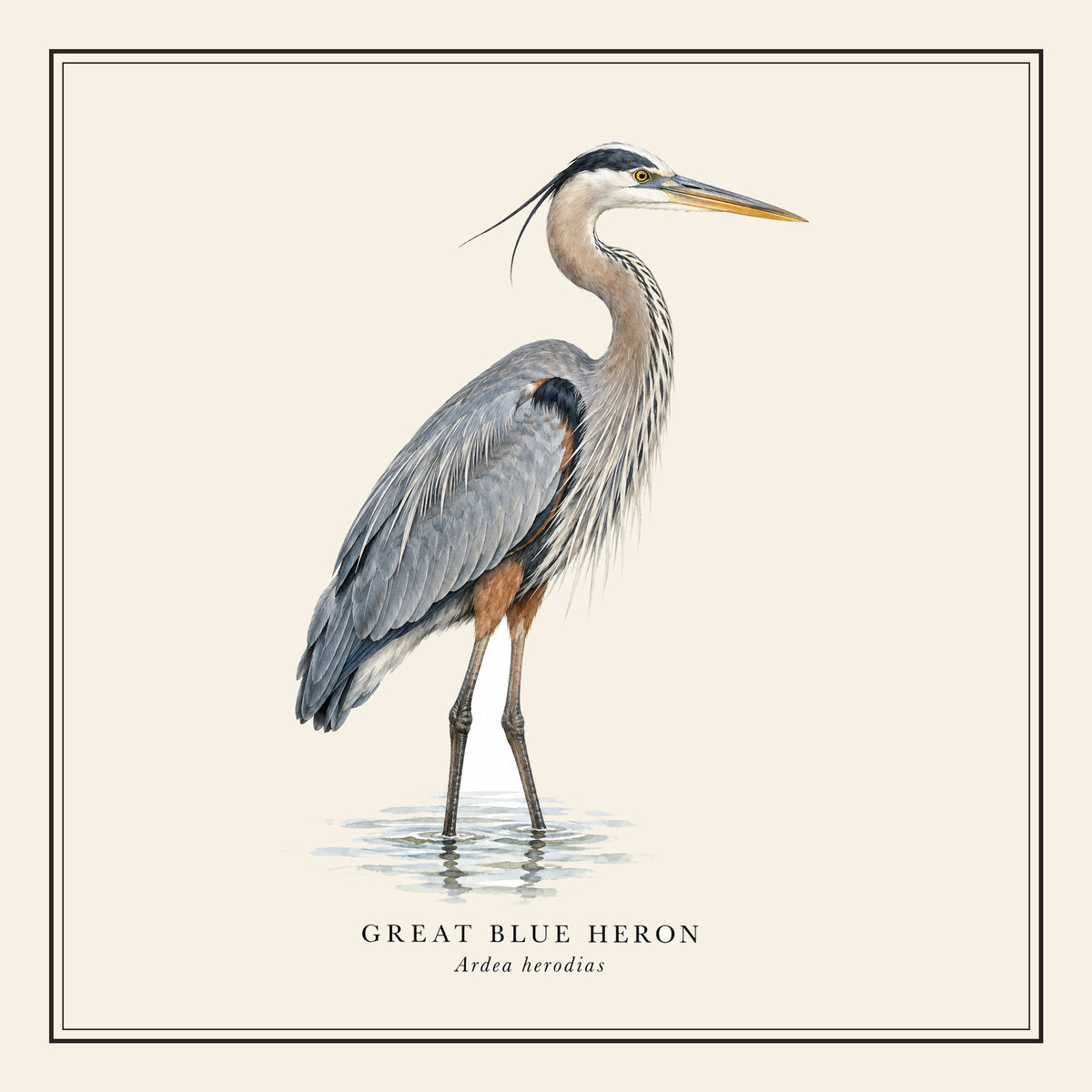 Great Blue Heron Field Guide Throw Pillow Cover – design
