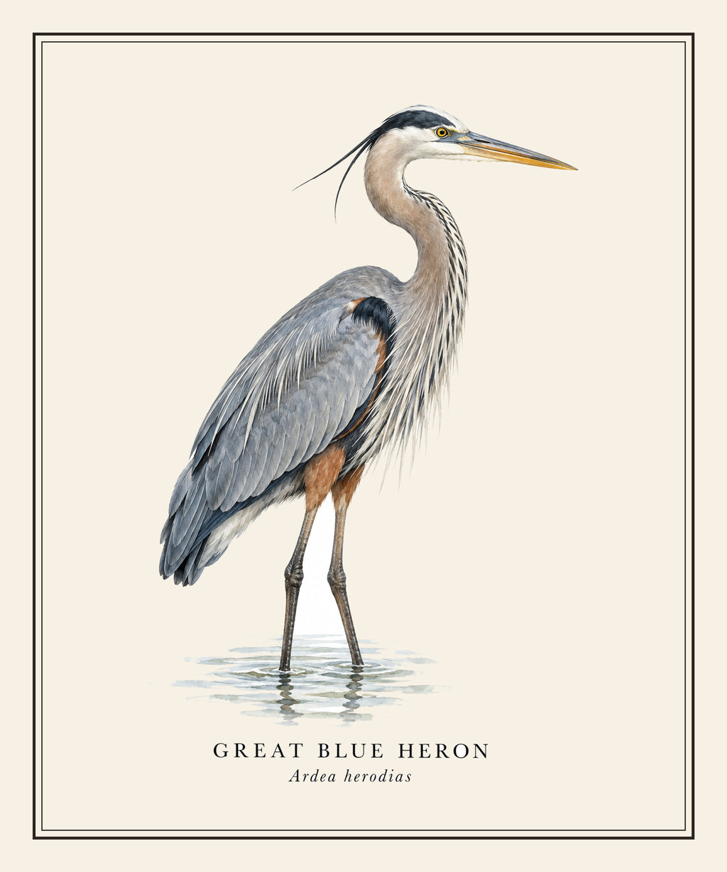 Great Blue Heron Field Guide Sherpa Blanket – design