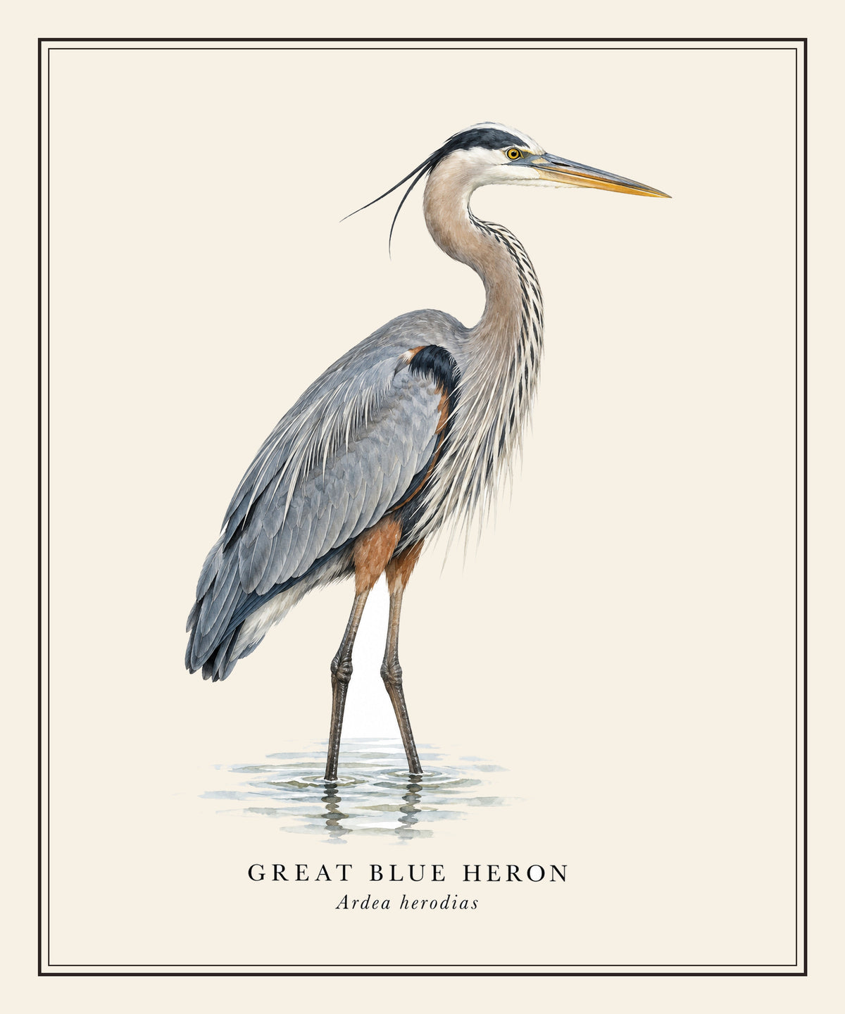 Great Blue Heron Field Guide Sherpa Blanket – design