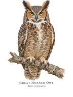 Great Horned Owl Field Guide Hoodie – design