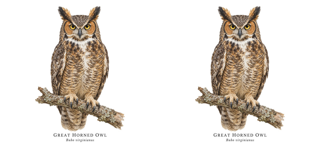 Great Horned Owl Field Guide Mug – design