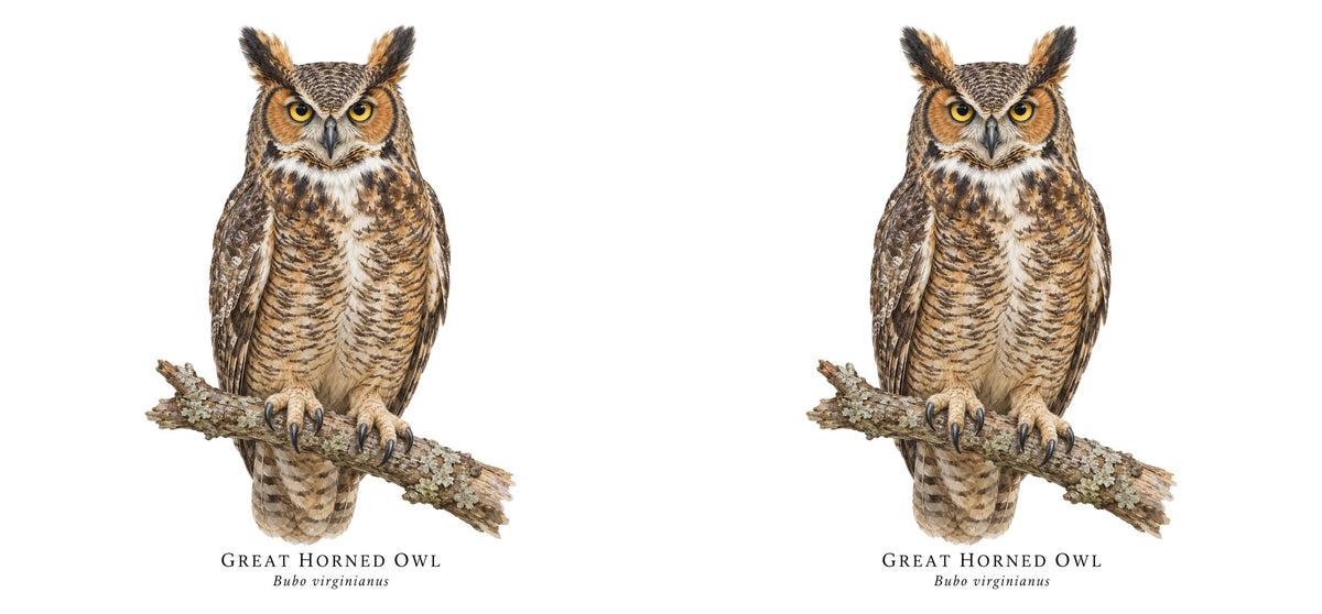 Great Horned Owl Field Guide Mug – design