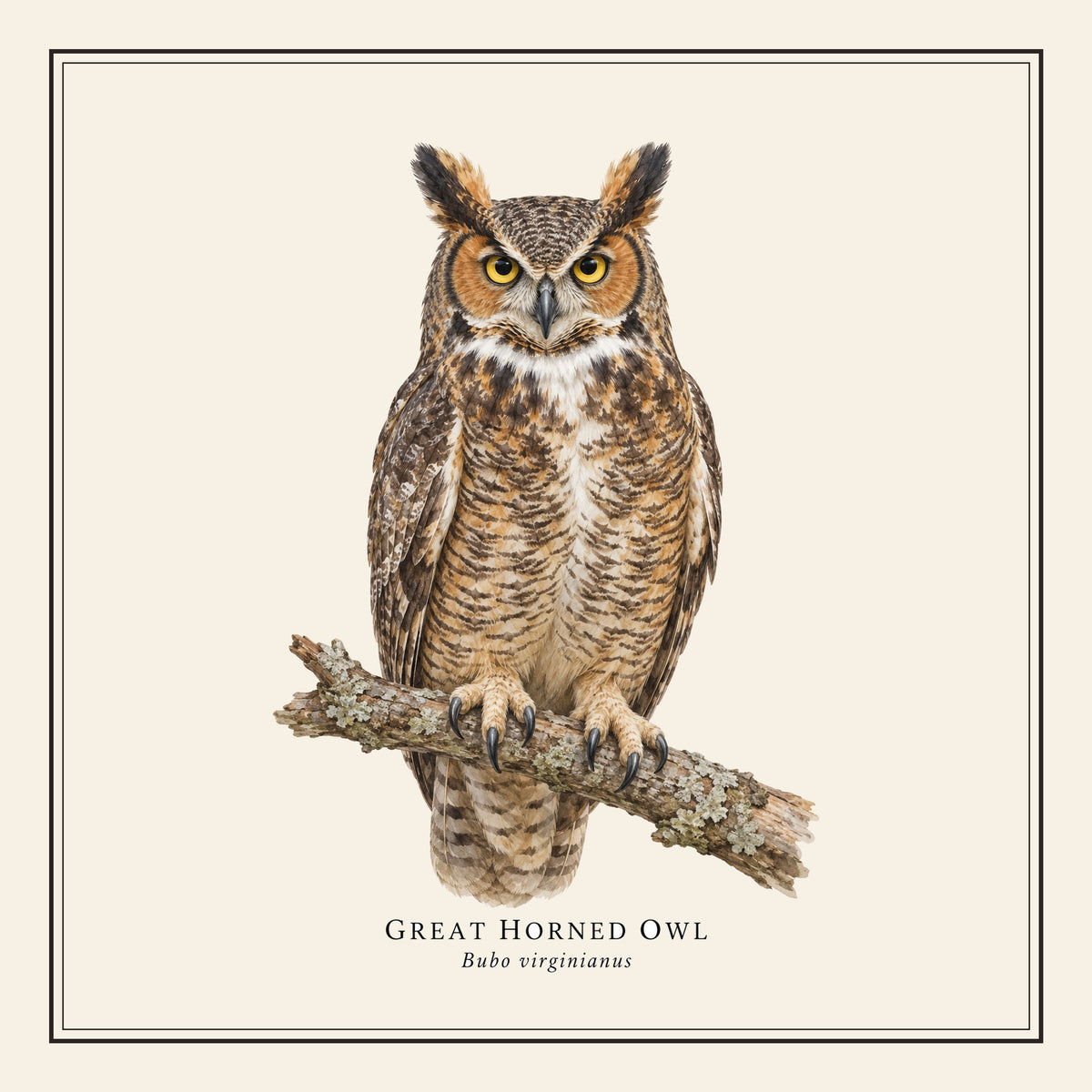 Great Horned Owl Field Guide Throw Pillow Cover – design