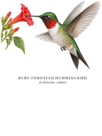 Ruby-throated Hummingbird Field Guide Hoodie – design