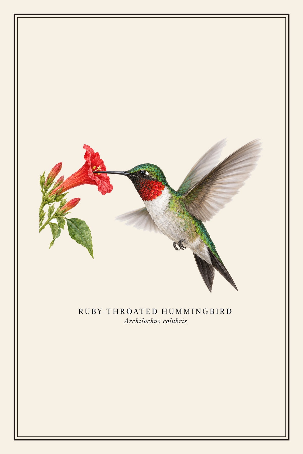 Ruby-throated Hummingbird Field Guide Canvas Print – design