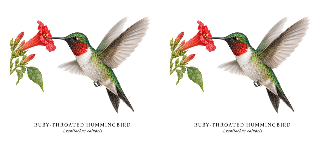 Ruby-throated Hummingbird Field Guide Mug – design