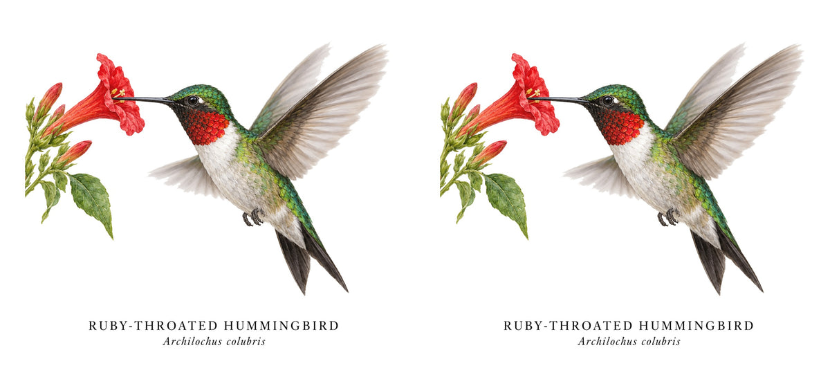 Ruby-throated Hummingbird Field Guide Mug – design