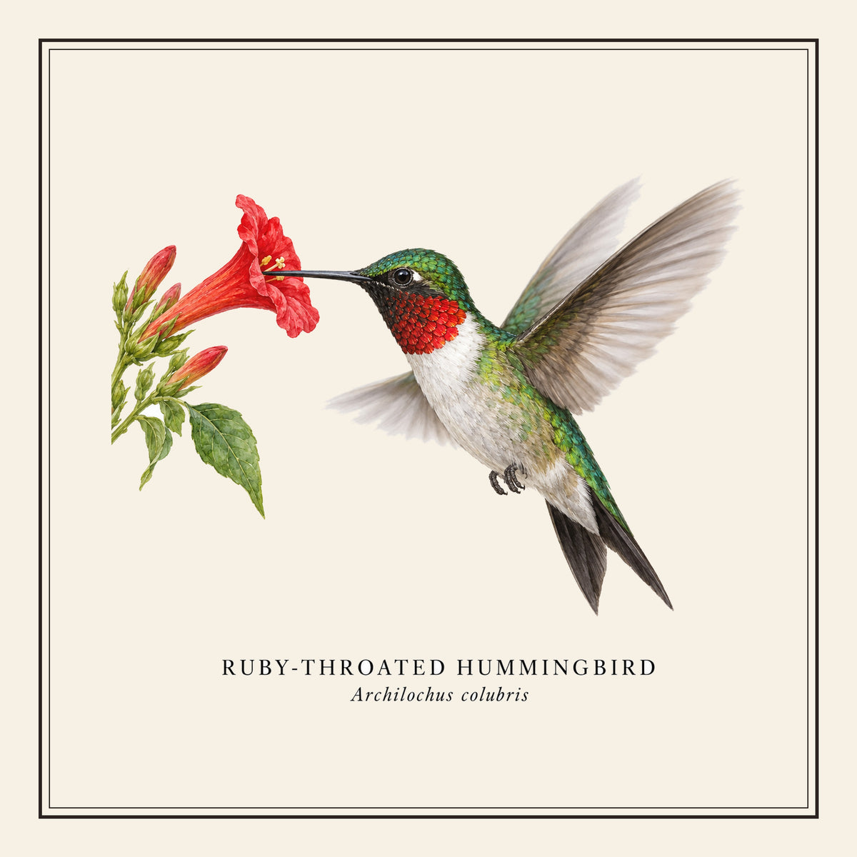 Ruby-throated Hummingbird Field Guide Throw Pillow Cover – design