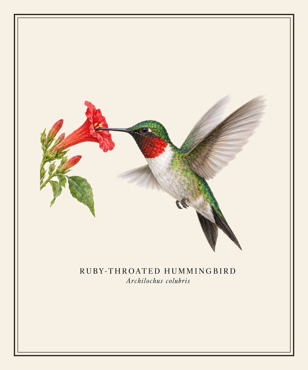 Ruby-throated Hummingbird Field Guide Sherpa Blanket – design