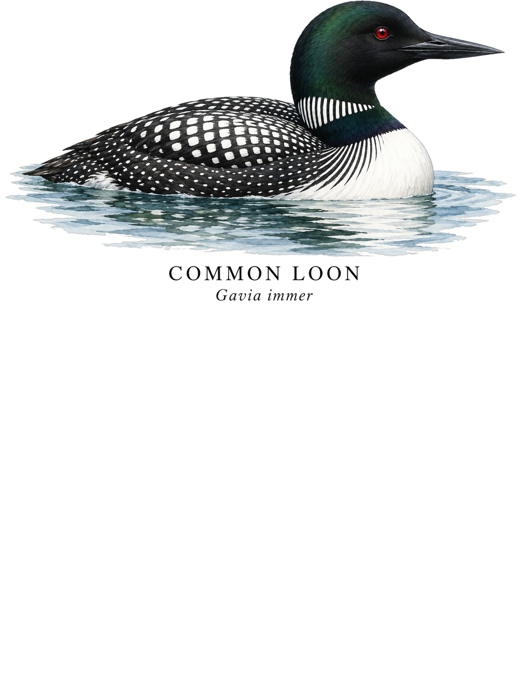 Common Loon Field Guide Hoodie – design