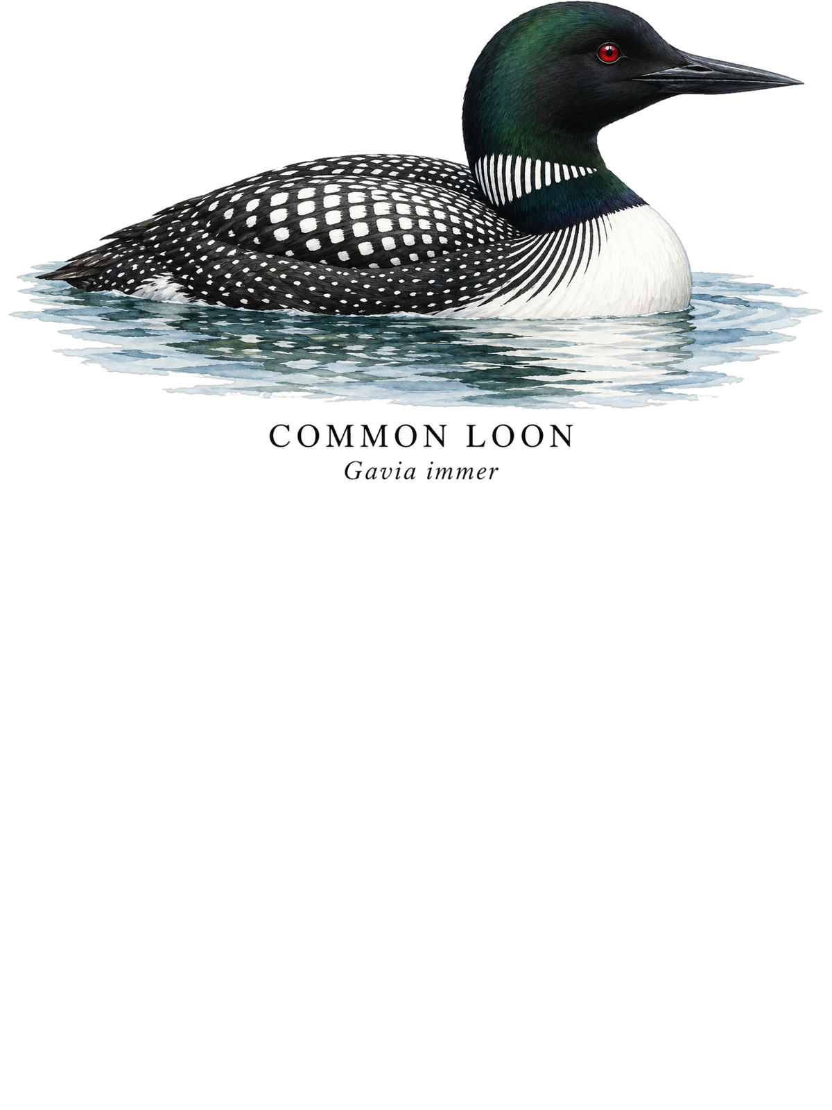 Common Loon Field Guide Hoodie – design