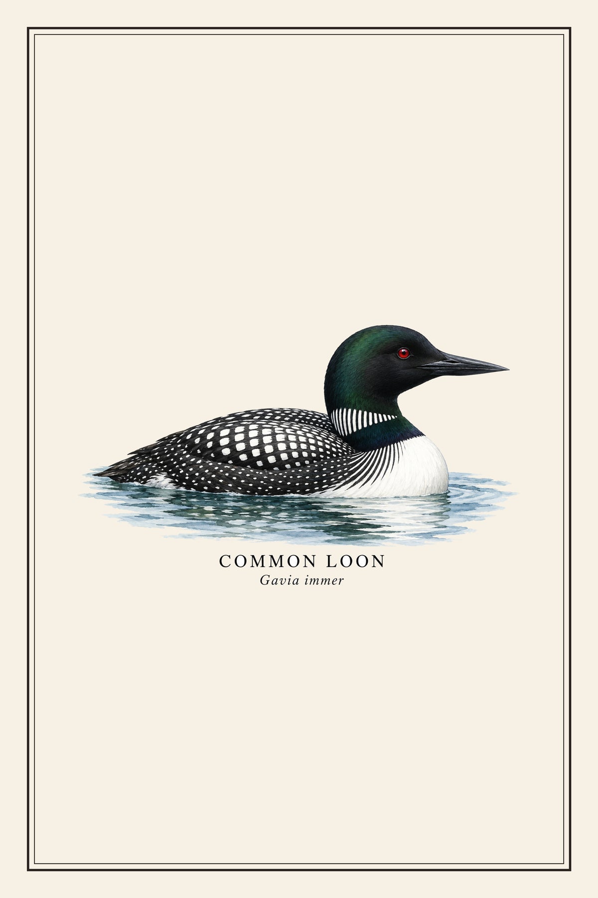 Common Loon Field Guide Canvas Print – design